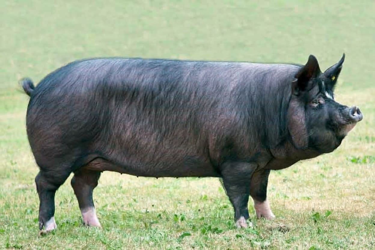 Selecting Quality Berkshire Pigs