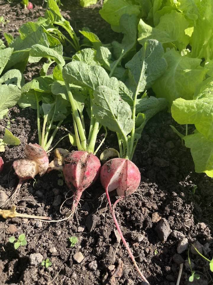 Split or Cracked Winter Radish Roots