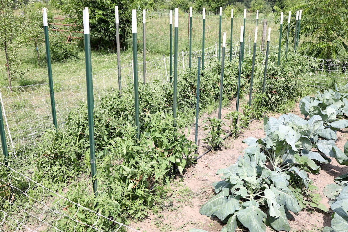 Steel T-Posts