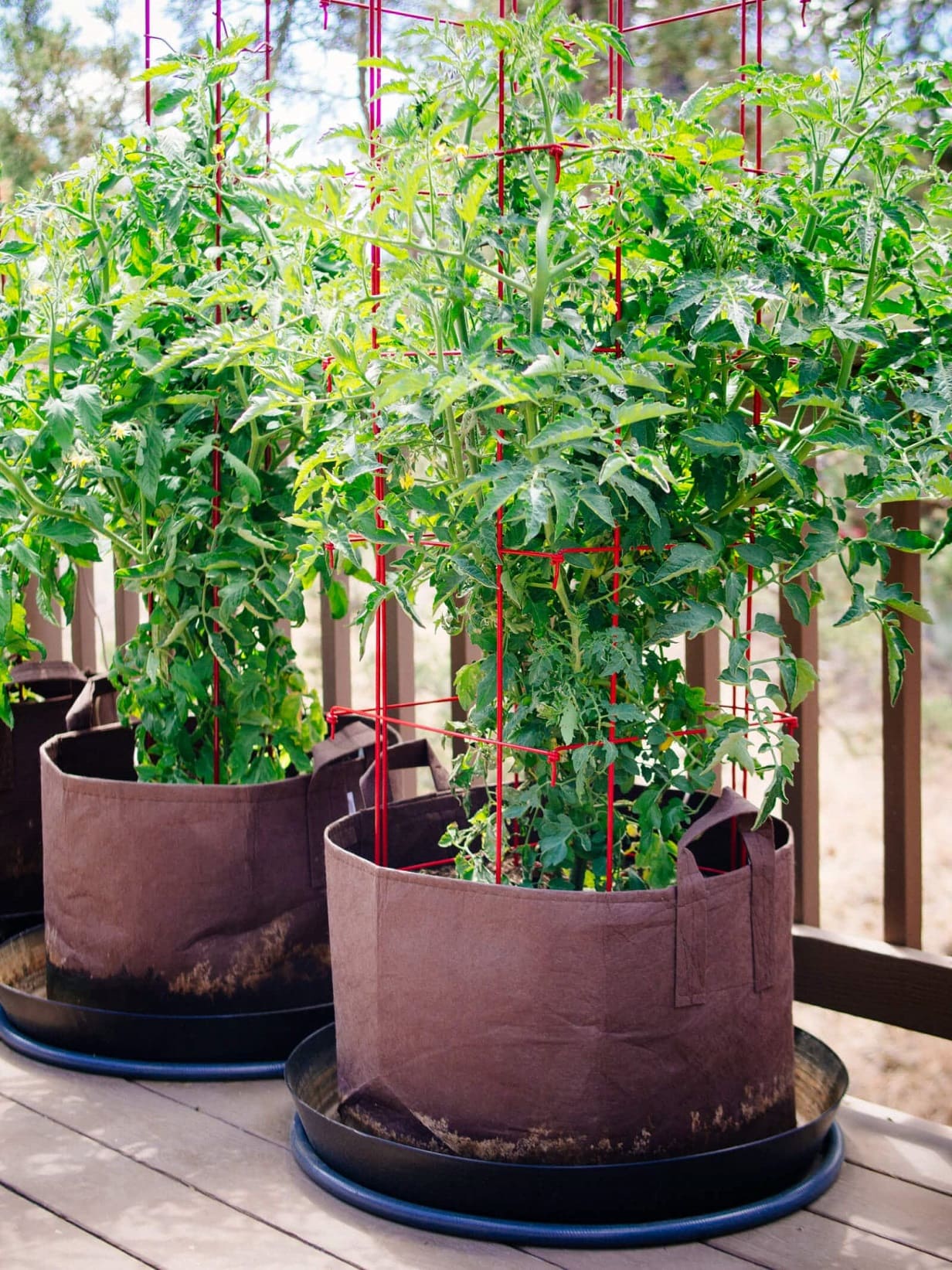 Support for tomatoes