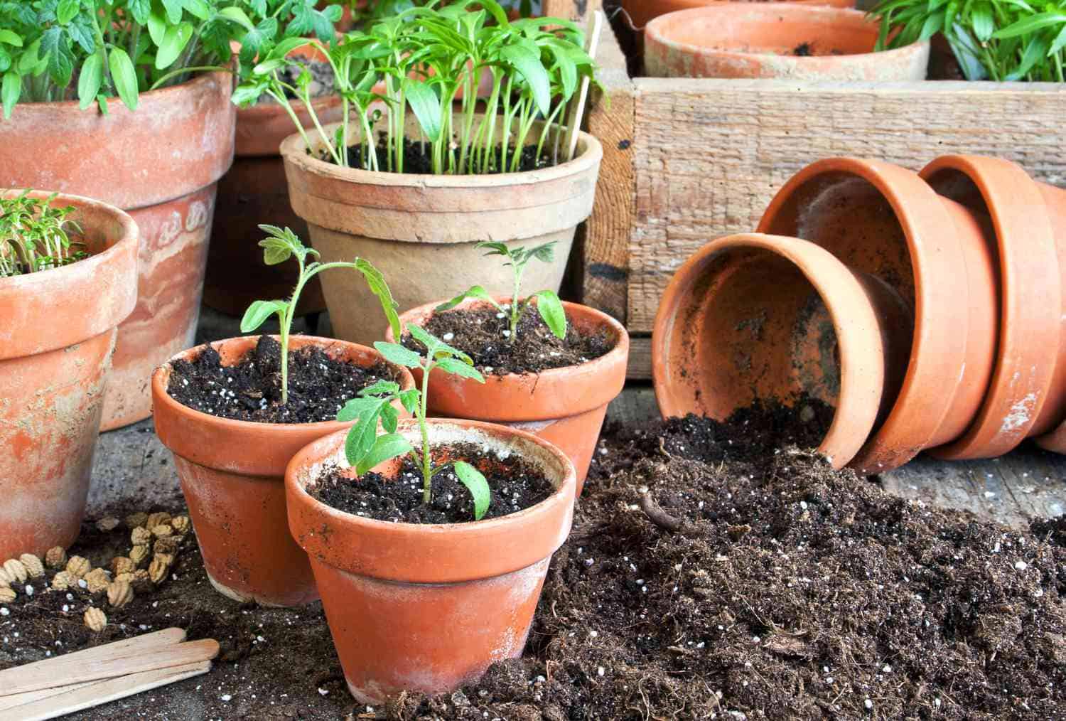 Terracotta or clay pots