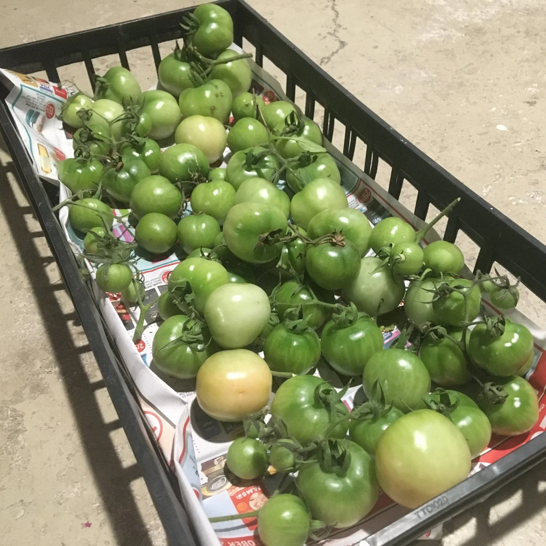 The Green Tomato Harvest