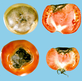 Tomato Blossom End Rot