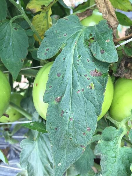 Tomato Early Blight