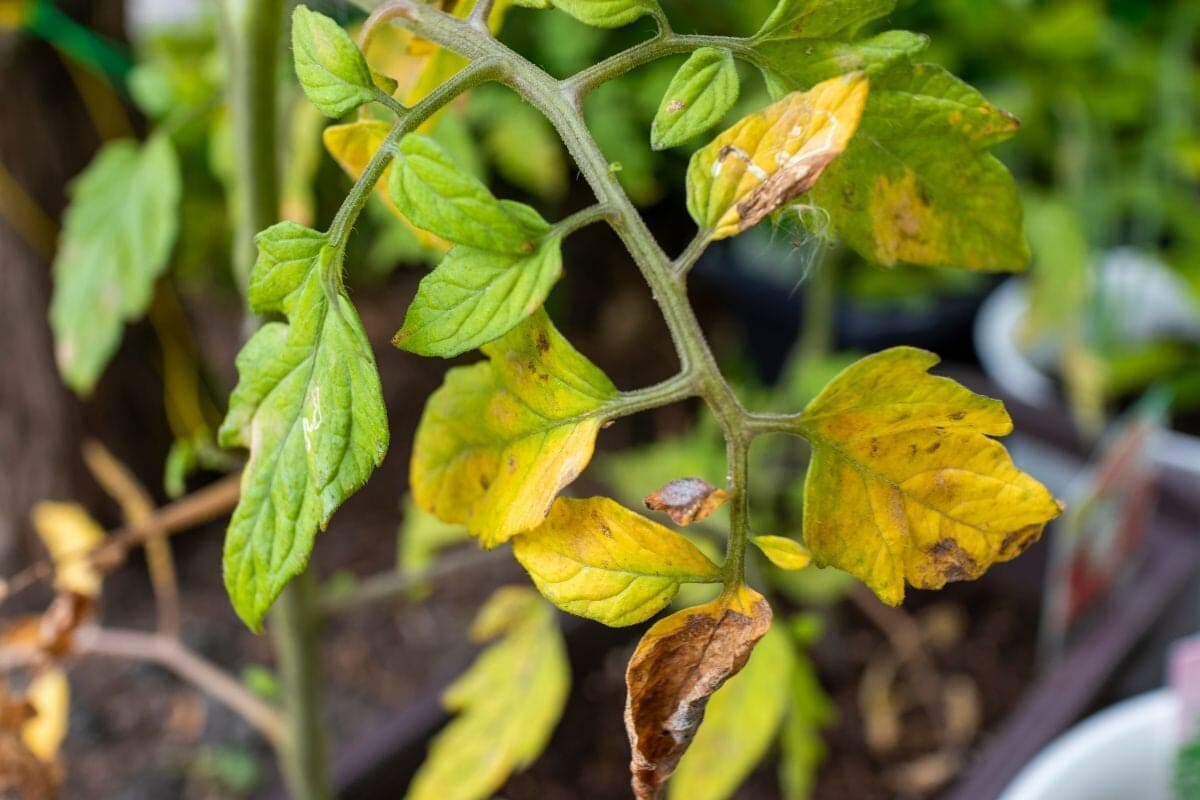 Yellowing Tomato Leaves