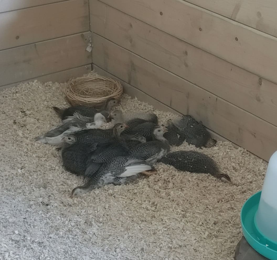 guineas to pile together