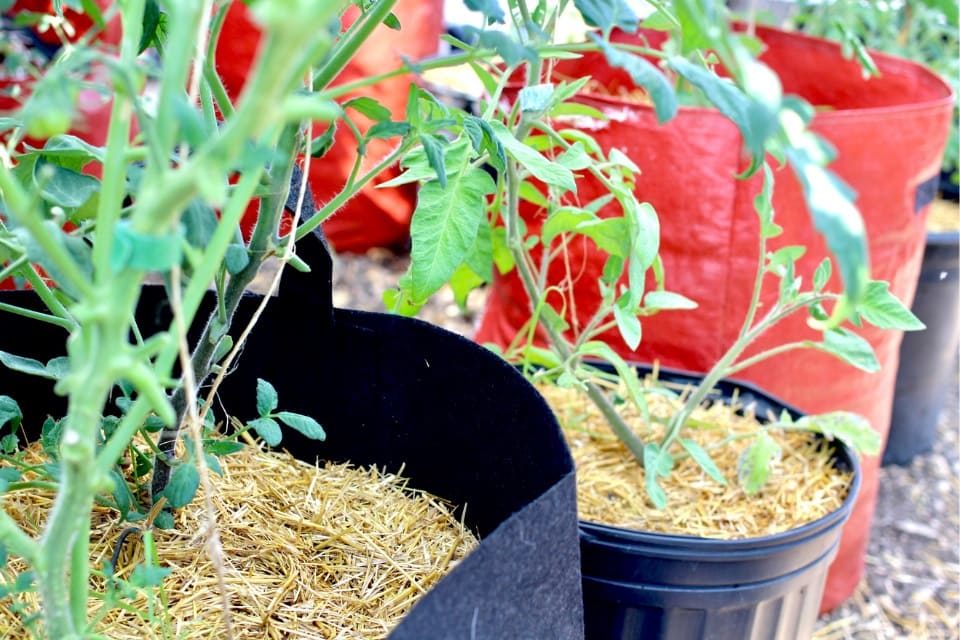 mulch for tomatoes