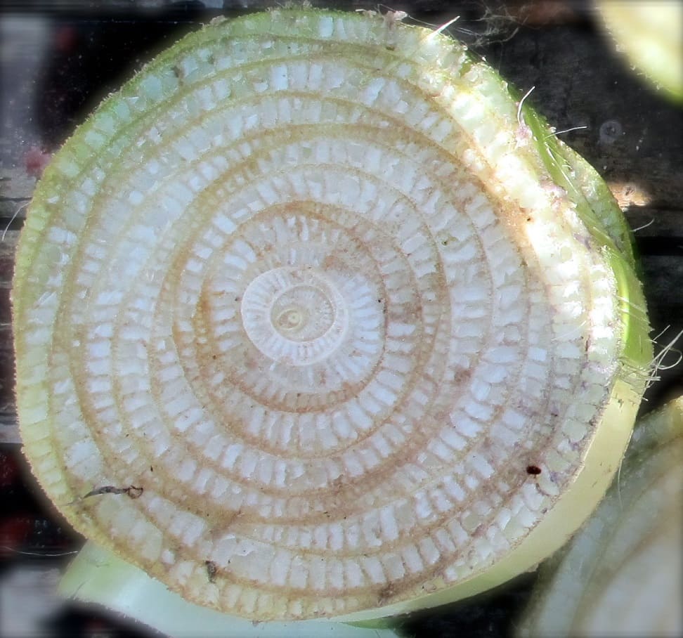 banana pseudostem