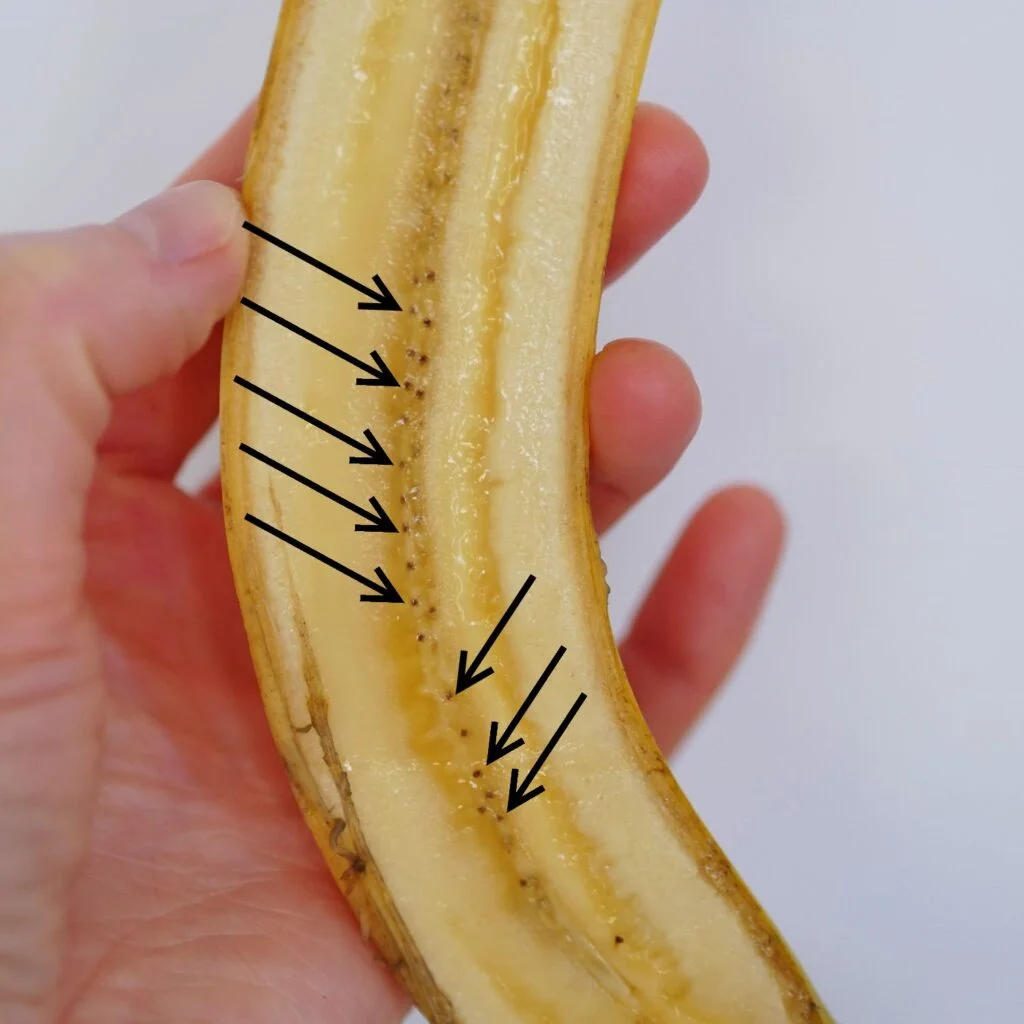 tiny black specks running down the center of a banana