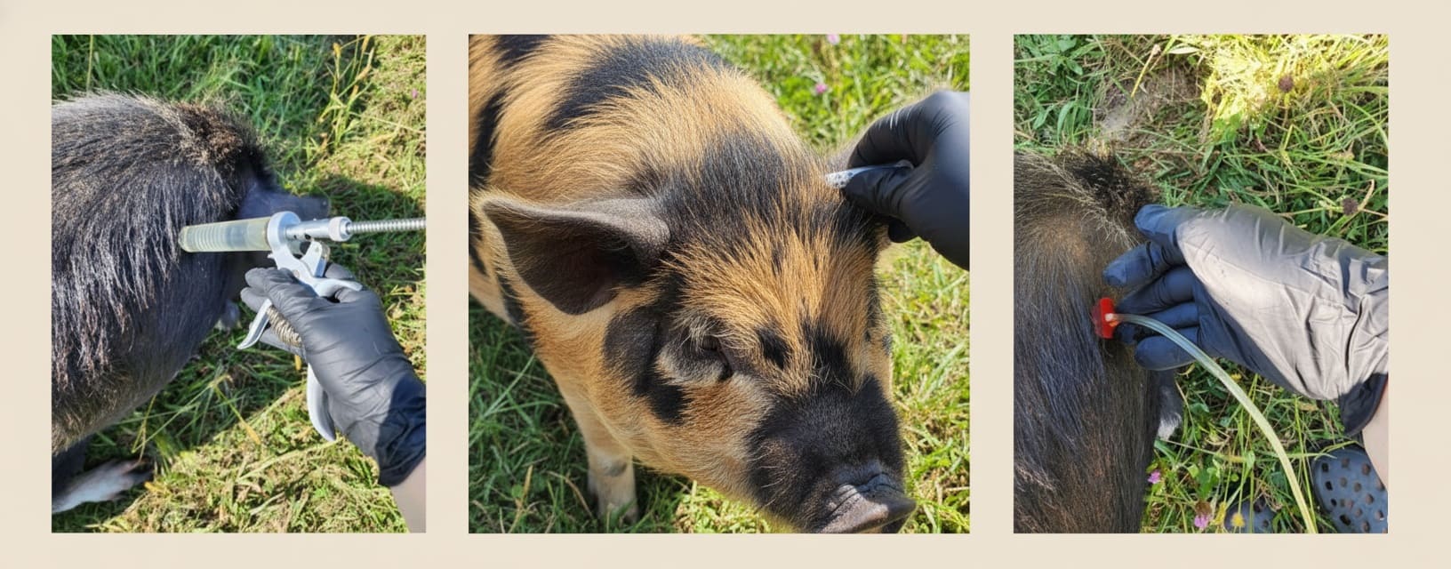 Administering Medications to Kunekune Pigs