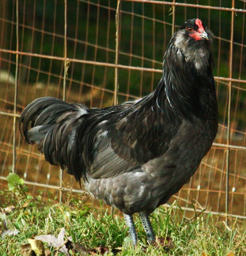 Ameraucana