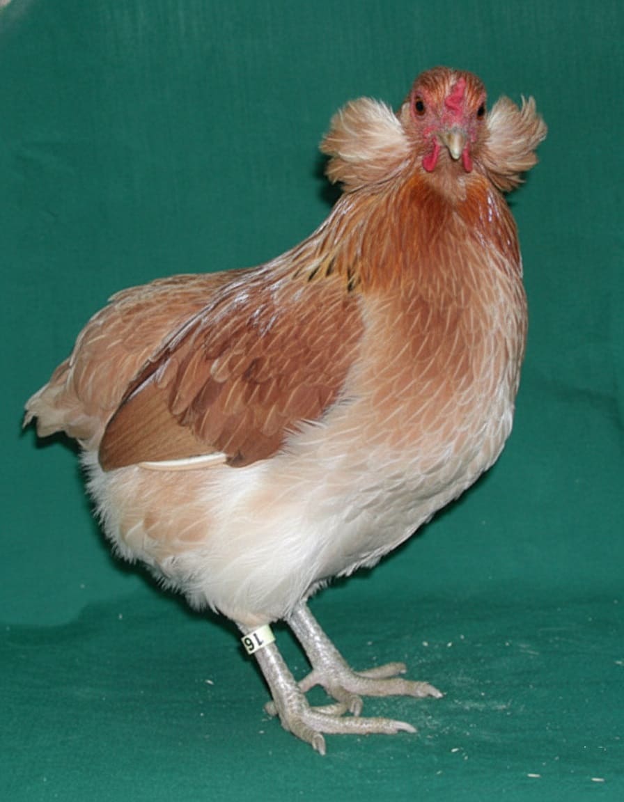 Araucana