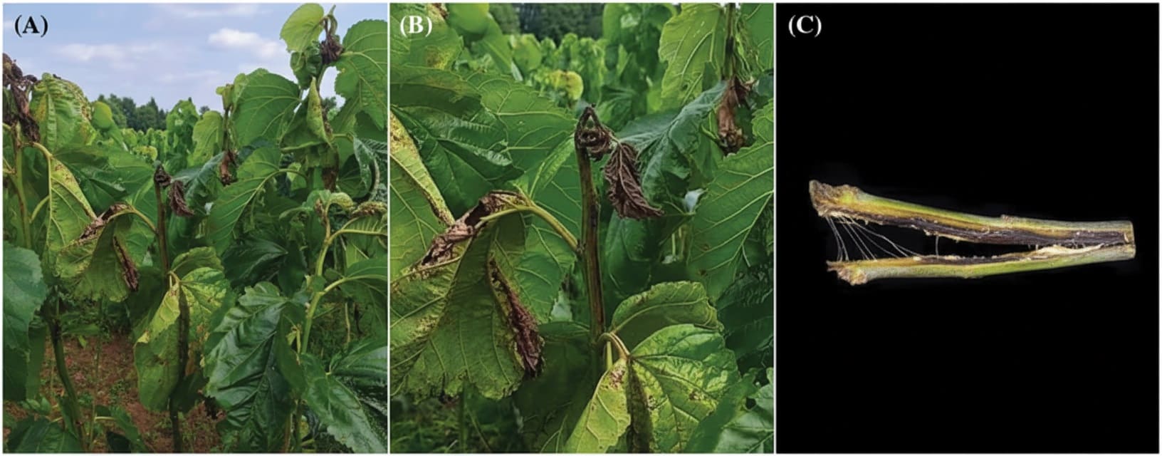 Bacterial blight on mulberries