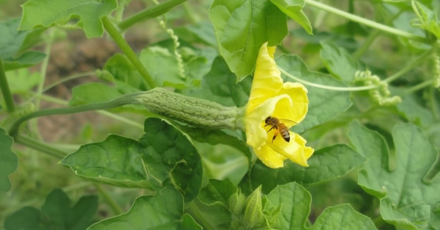 Bitter Melon female flower