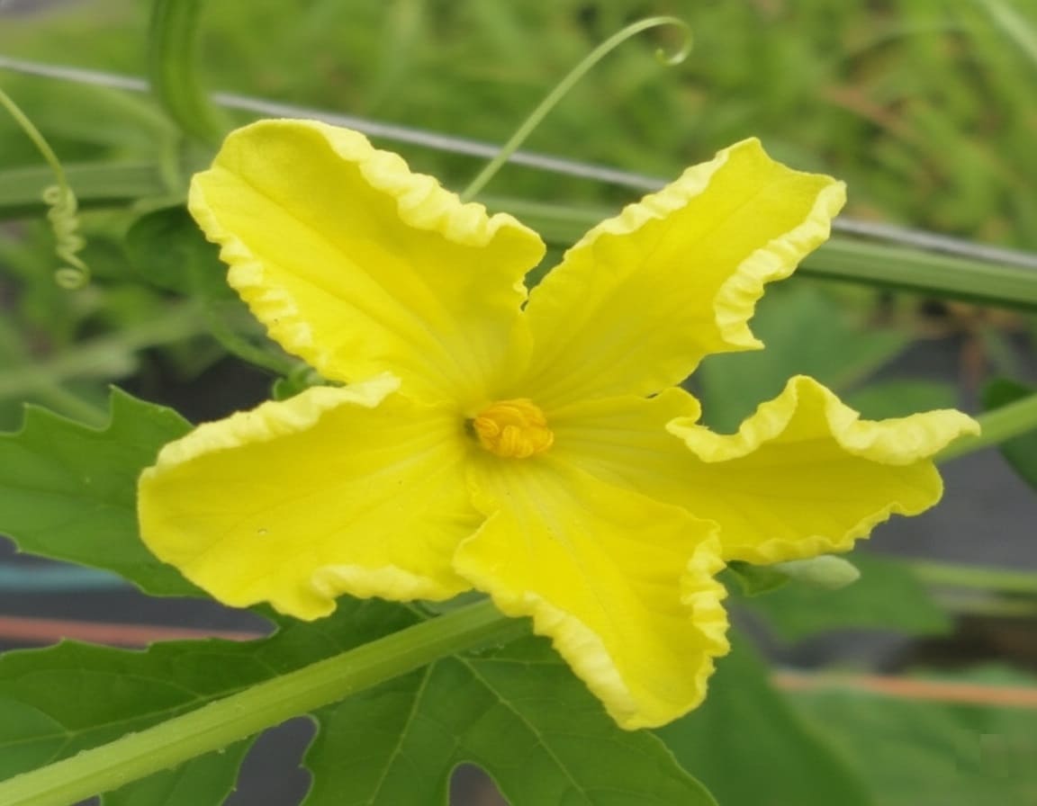 Bitter Melon male flower