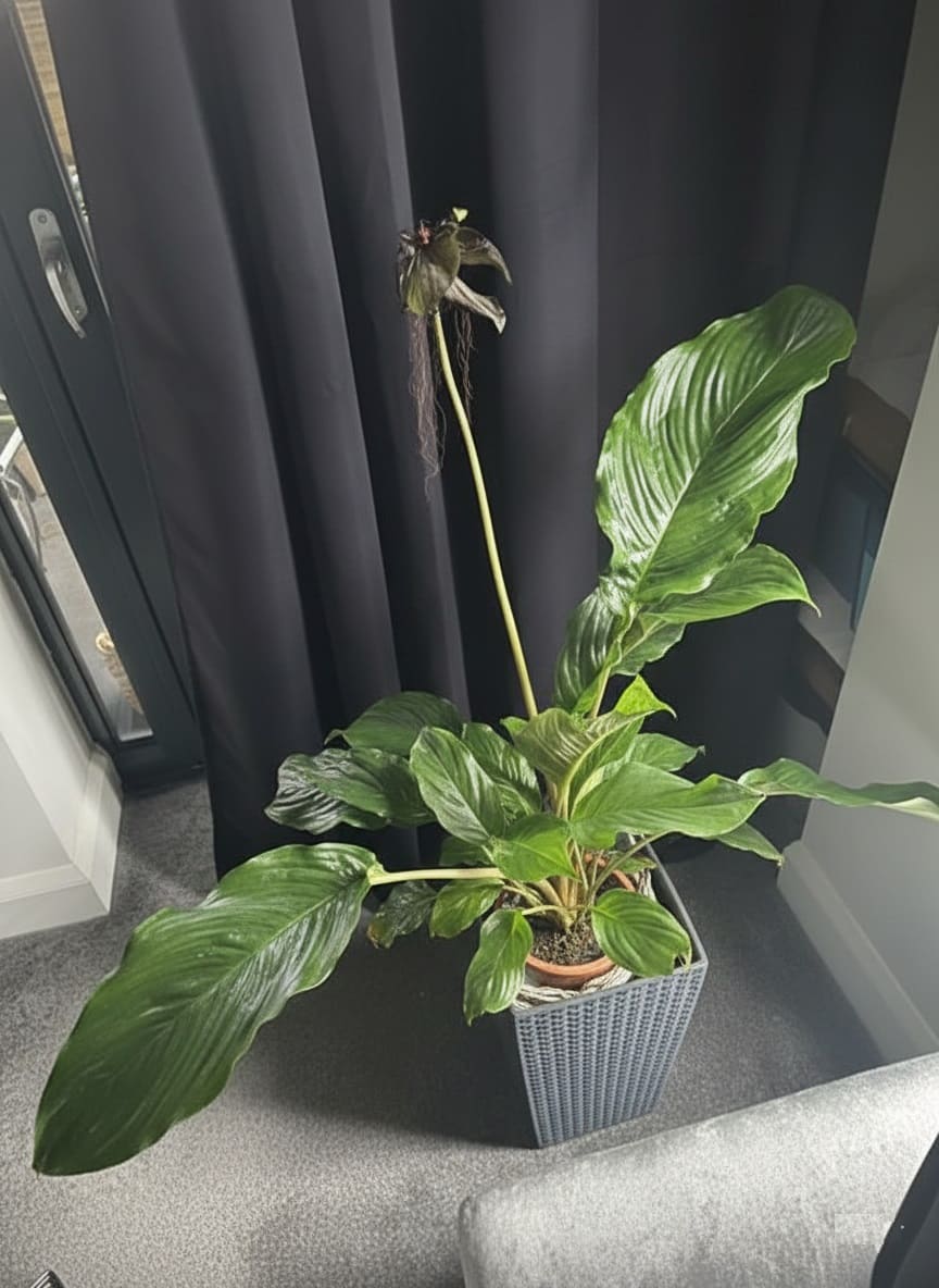 Black Bat Flower Indoor