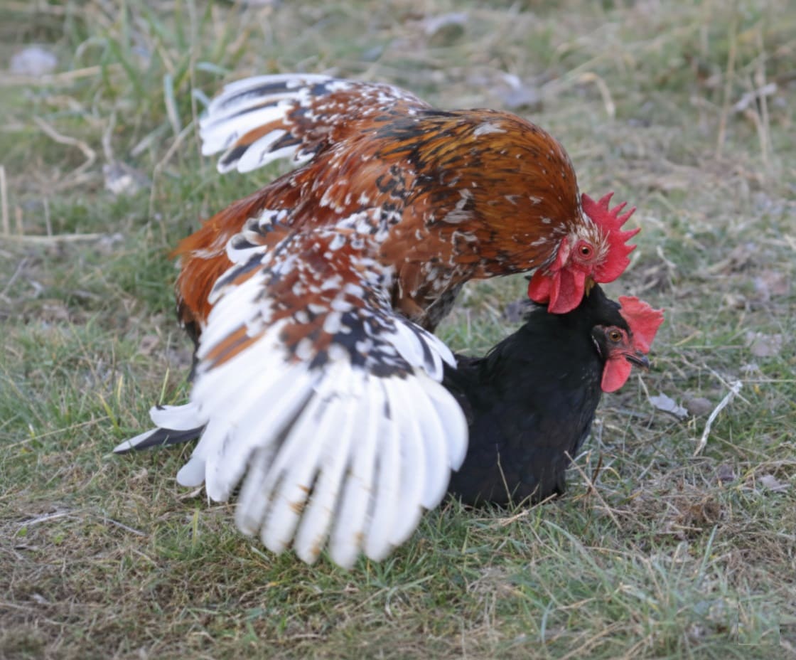 Chicken Mating