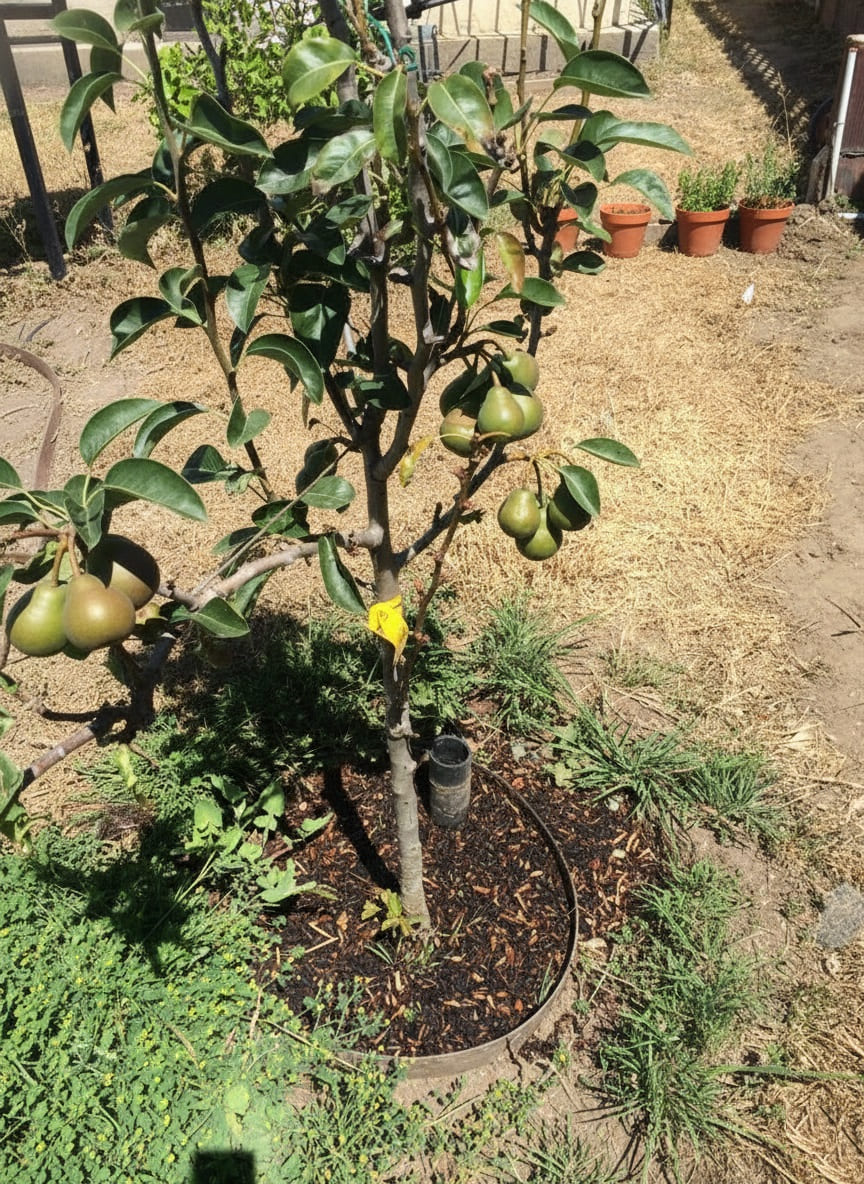Dwarf Asian Pears