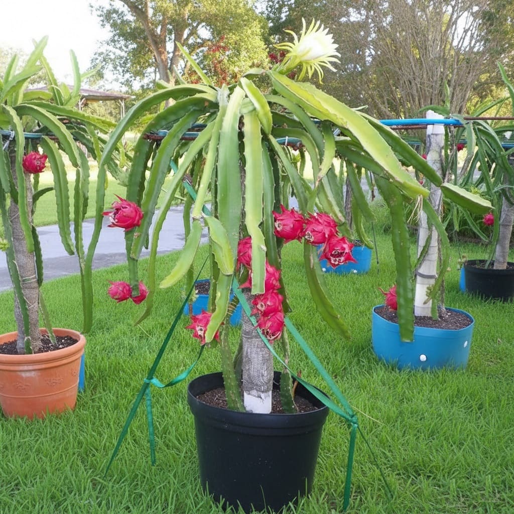 Dwarf Dragonfruit