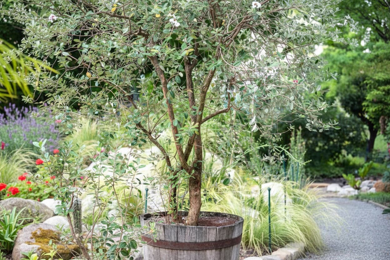 Dwarf Pineapple Guava (Feijoa)