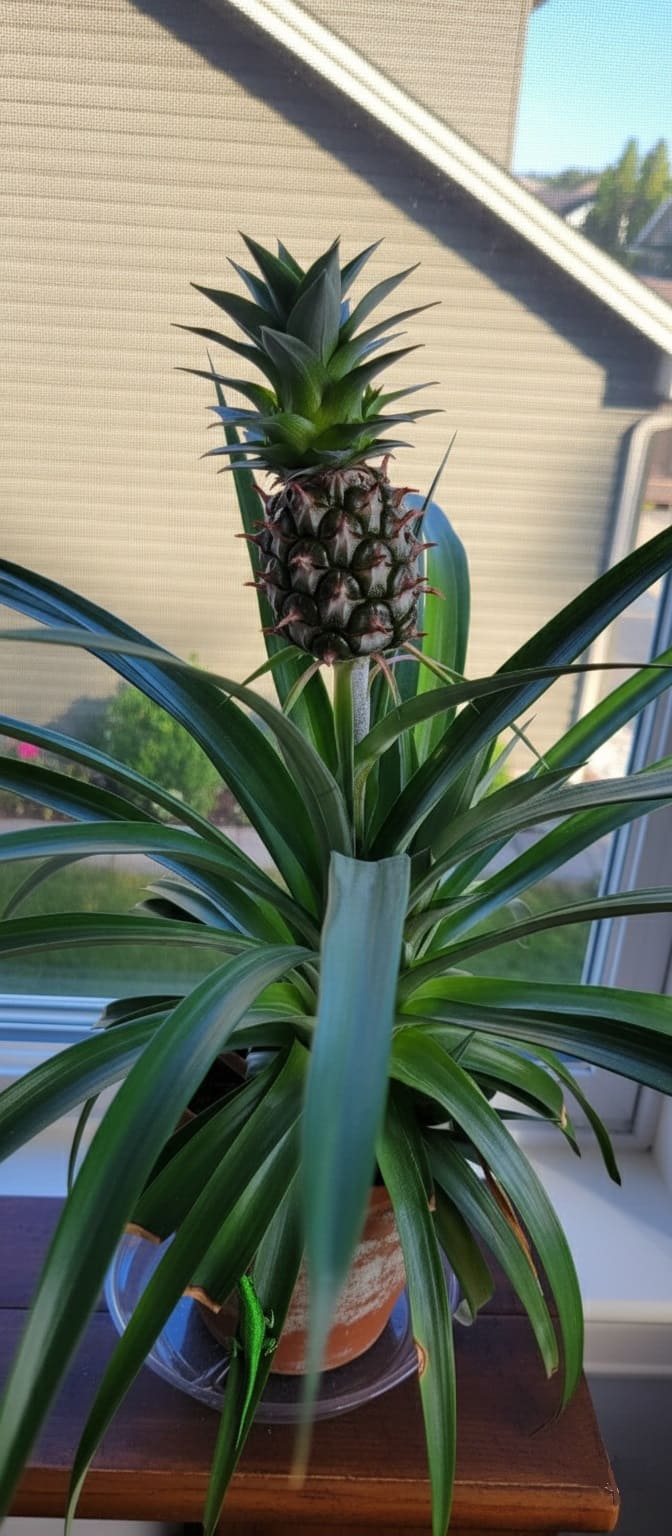 Dwarf Pineapple