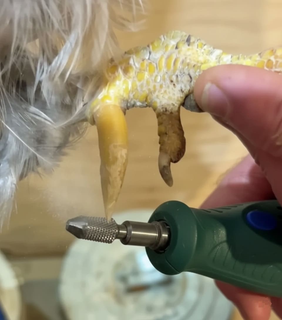 Filing Rooster Spurs