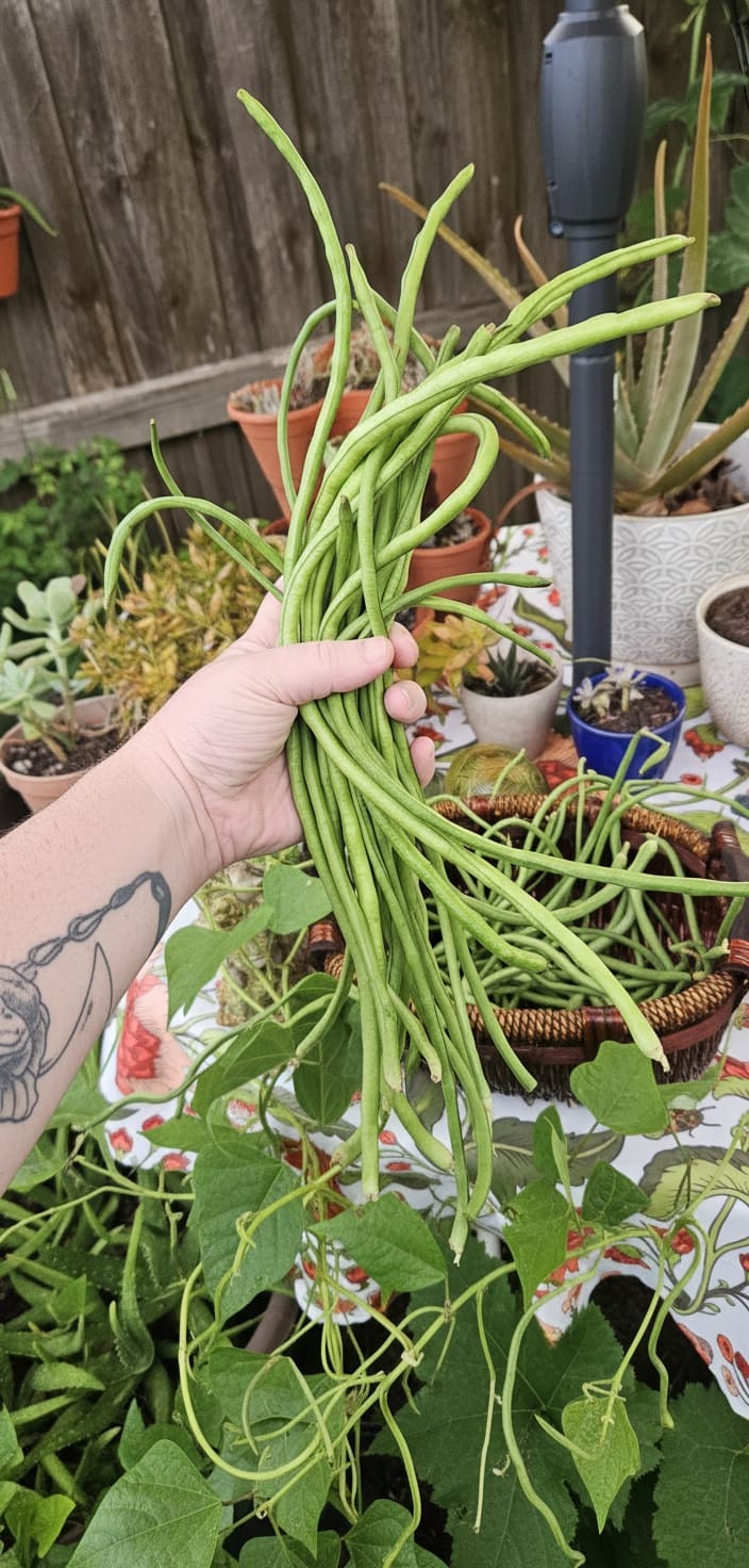 How to harvest Yard Long Beans