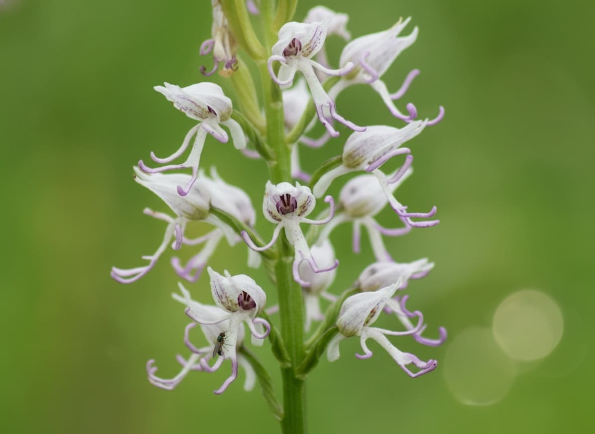 Orchis simia