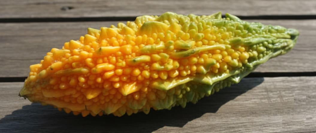 Ripened Bitter Melon