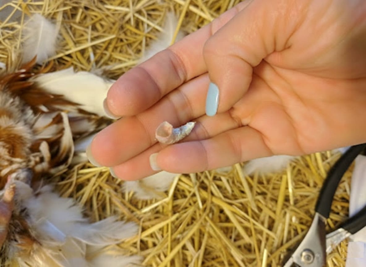 Rooster Spurs Removal