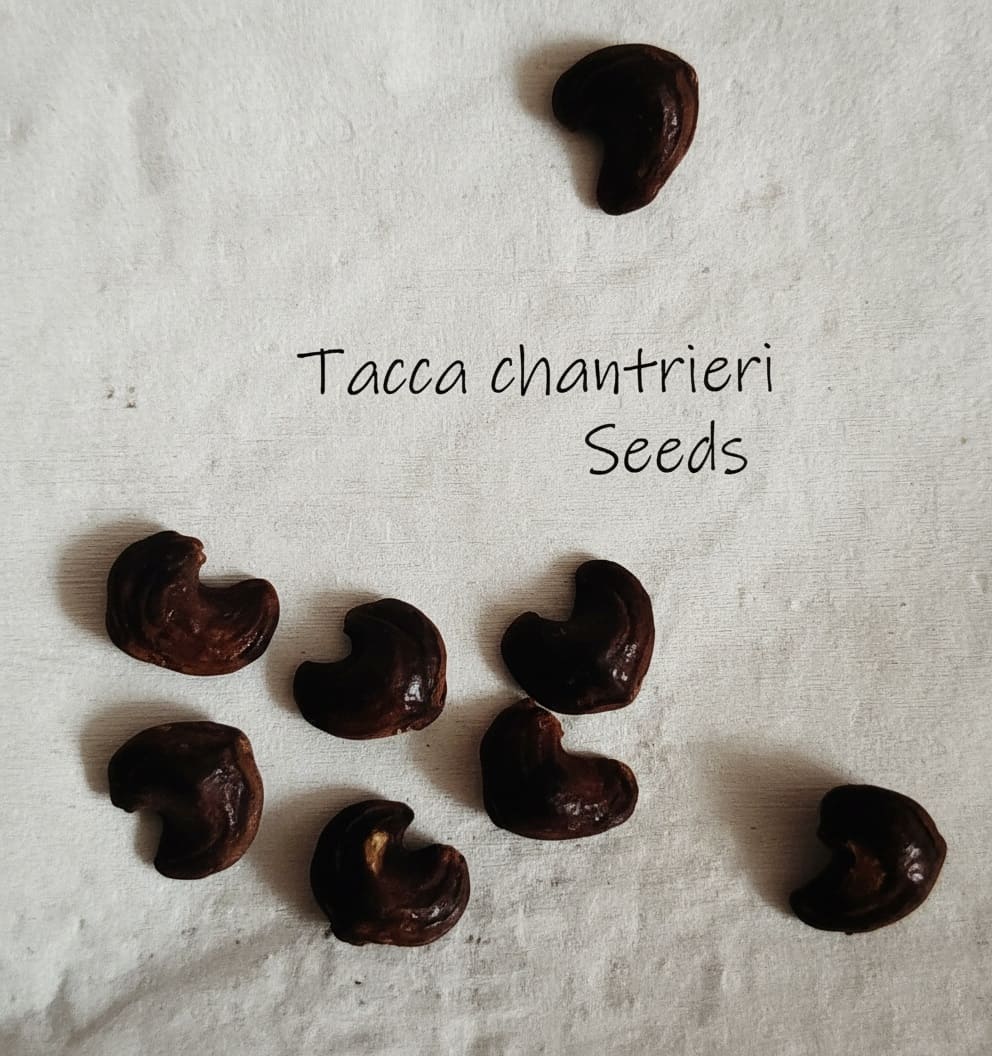 Tacca Chantrieri seeds