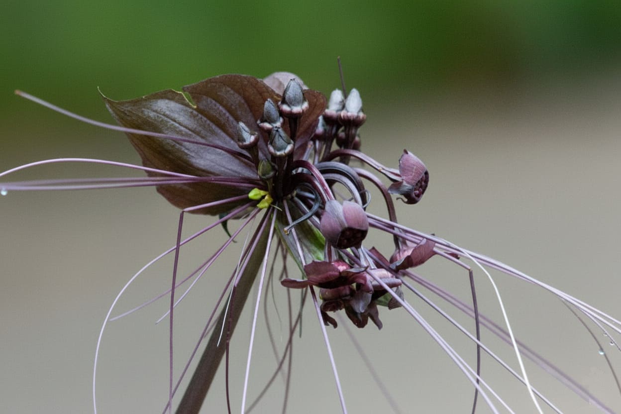 Tacca chantrieri