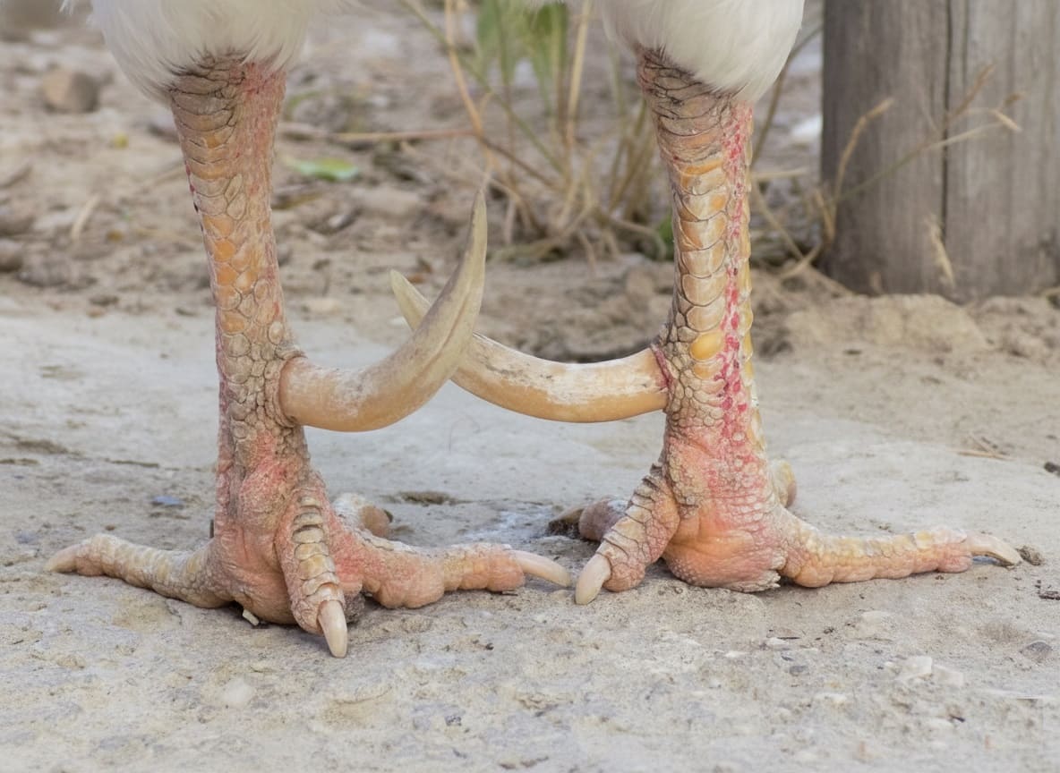 What Are Rooster Spurs