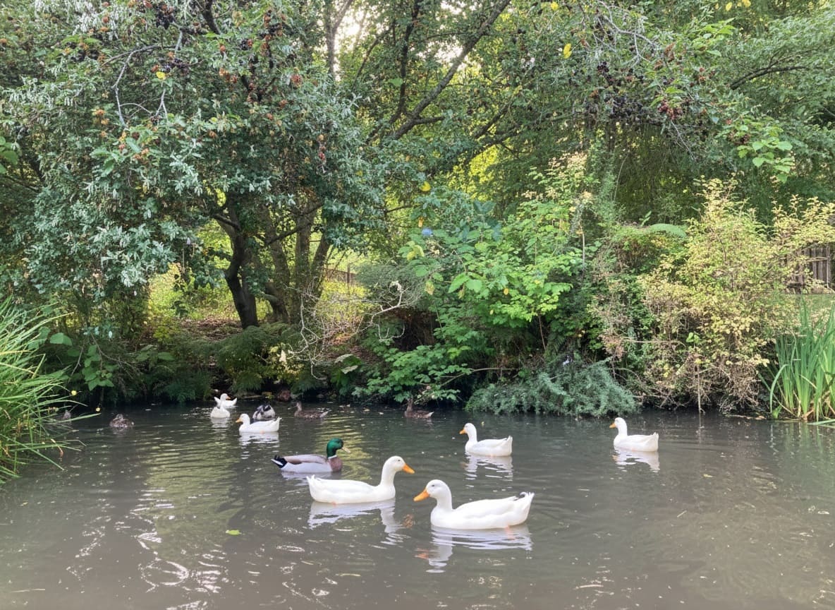 mulberry tree & duck pond