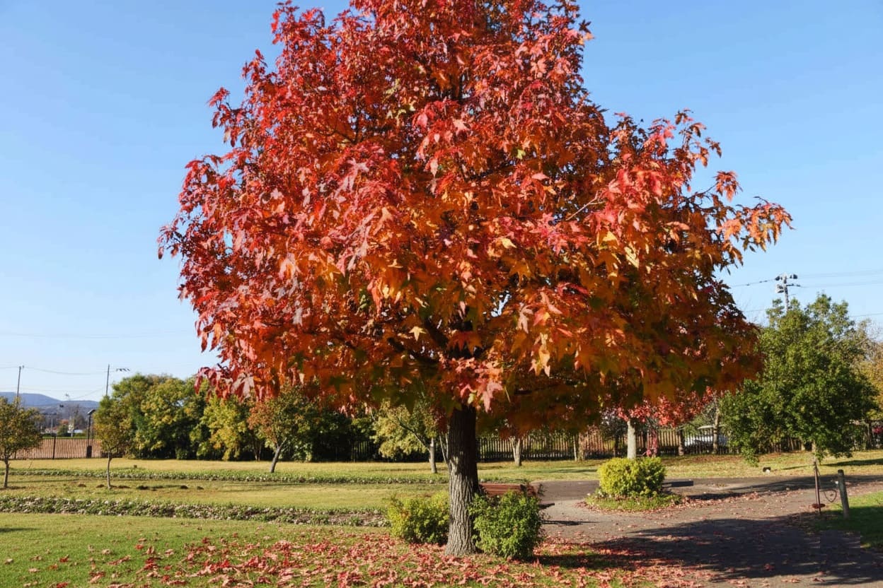 American Sweetgum (Liquidambar styraciflua)