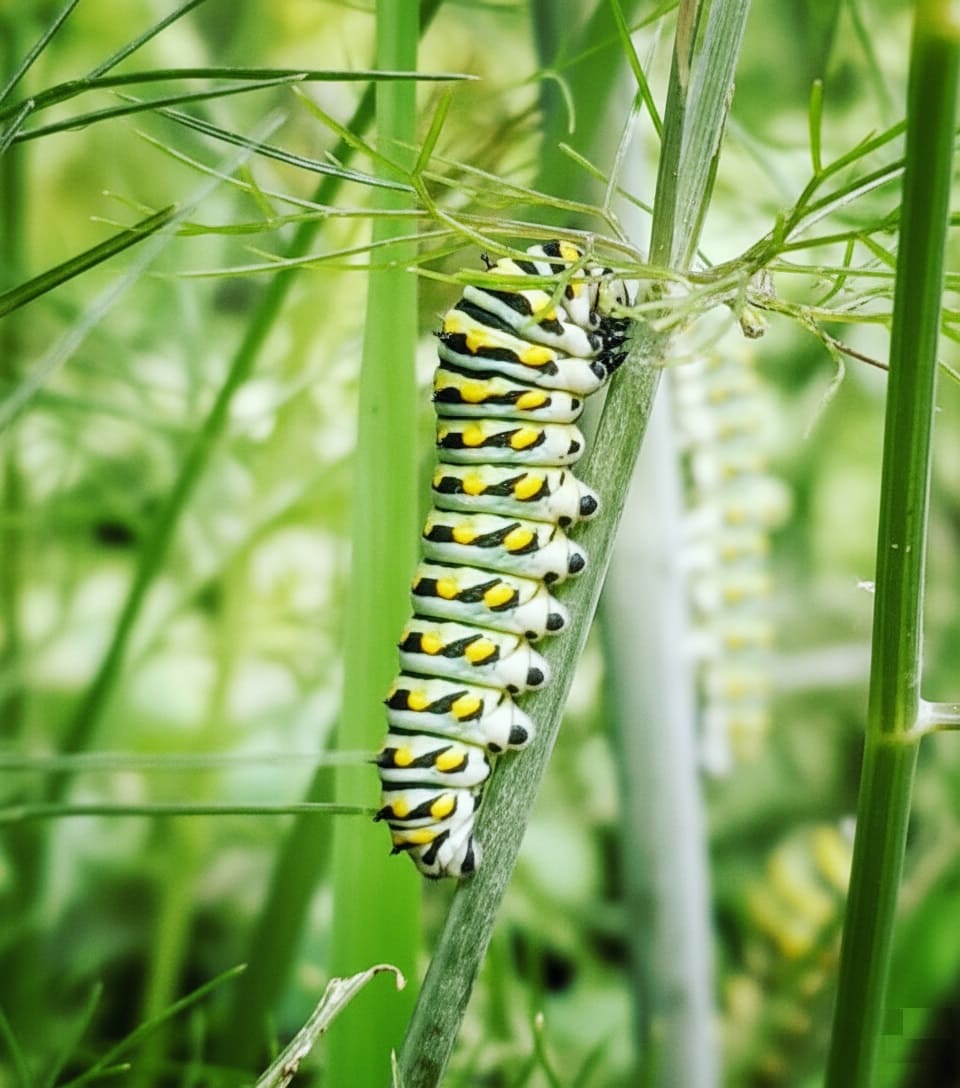 Black swallowtail caterpillars feast on fennel
