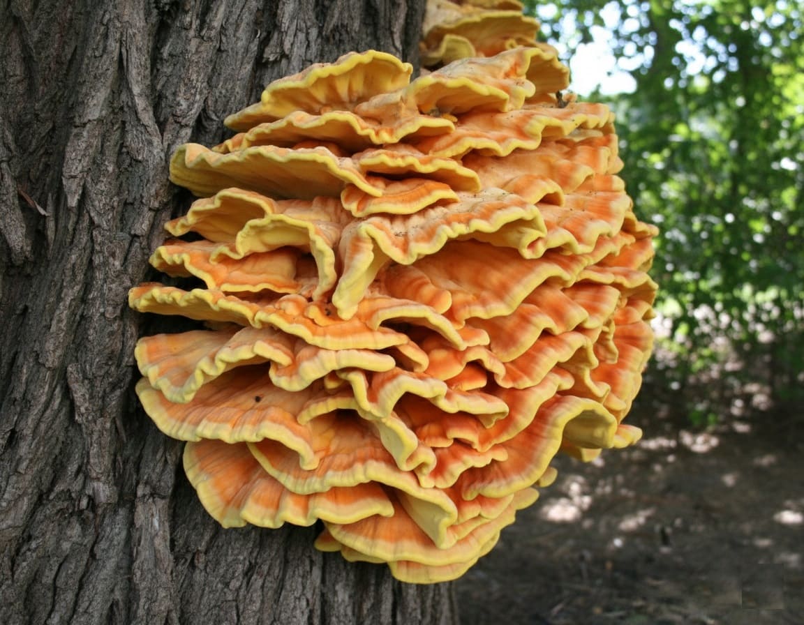 Chicken of the Woods (Laetiporus sulphureus)