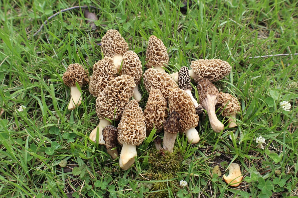 Morels (Morchella species)