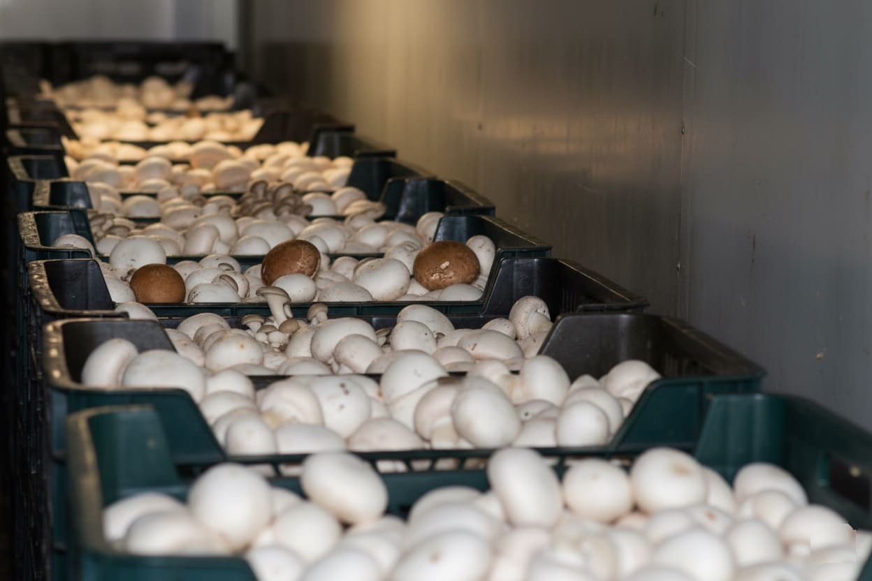 Mushroom Post-Harvest