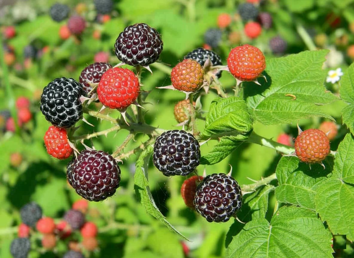 Raspberry fruits