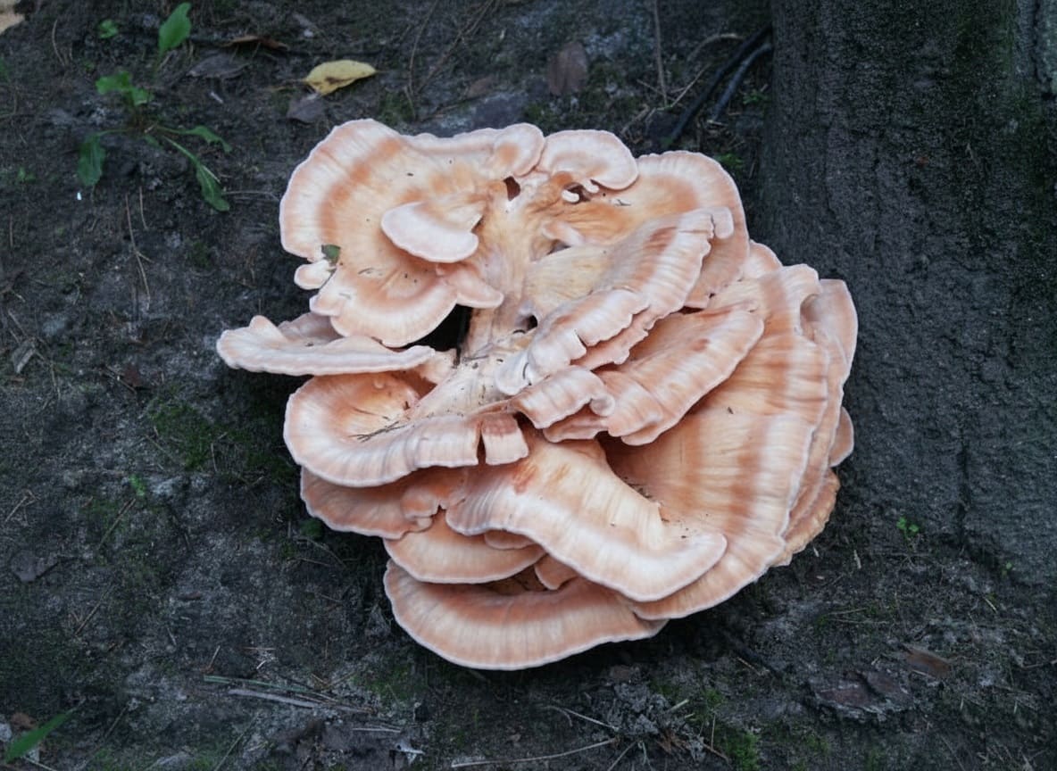 The white-pored chicken of the woods (Laetiporus cincinnatus)