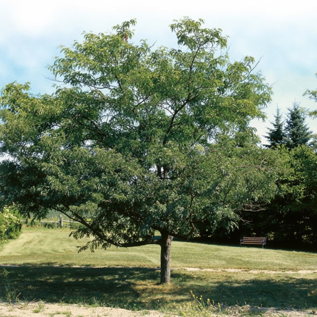 Thornless Honey Locust (Gleditsia triacanthos var. inermis)