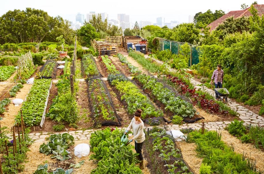 Urban Community Gardens across Los Angeles