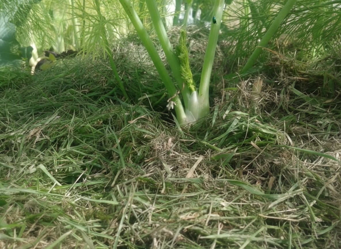 mulched fennel