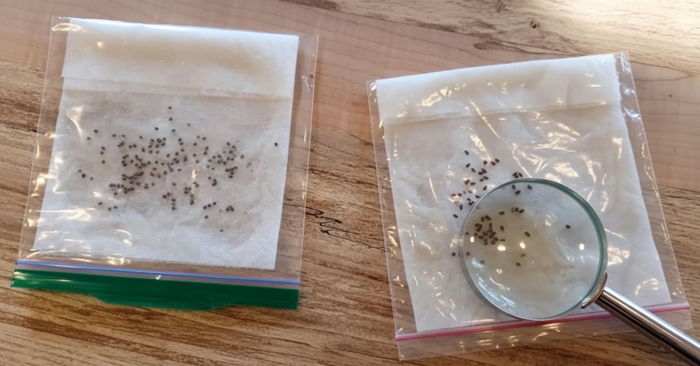 seed stratification Refrigerator Paper Towel Method