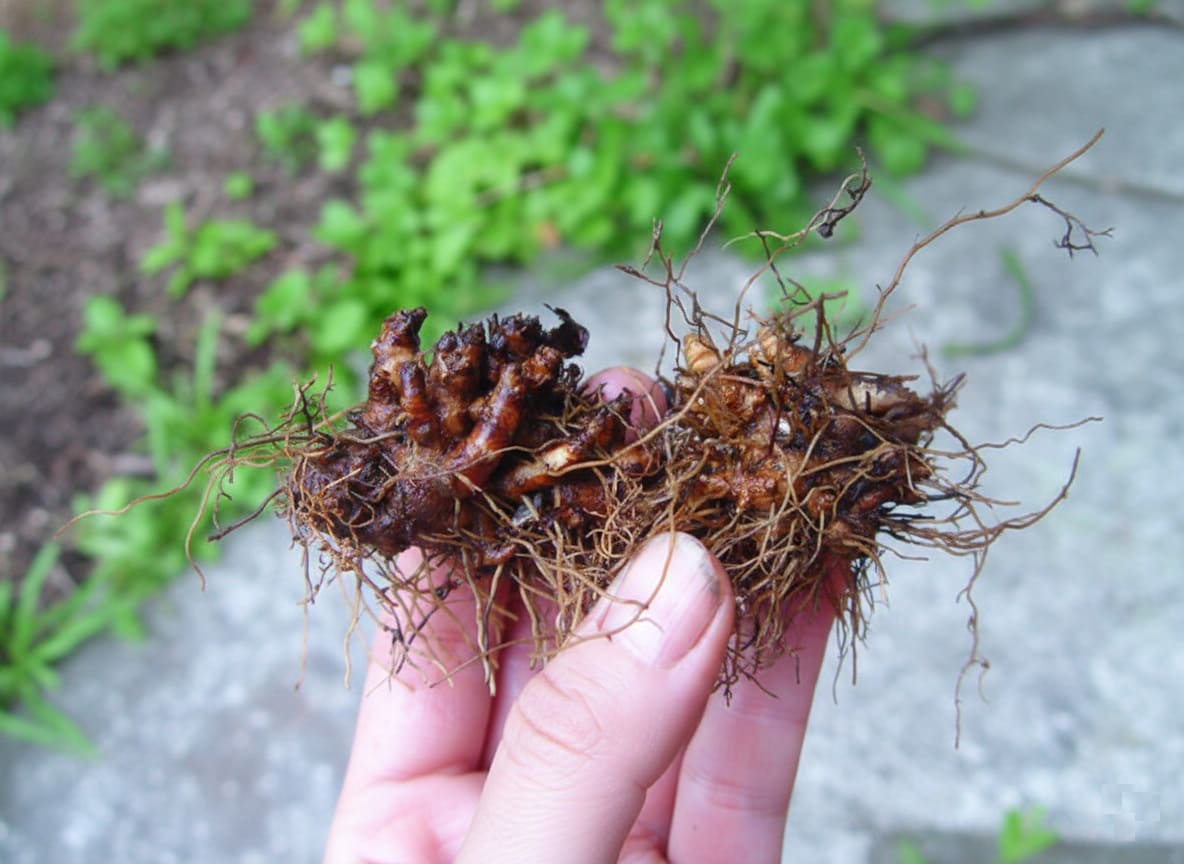 A closer look at a dormant, clumping Epimedium rhizome