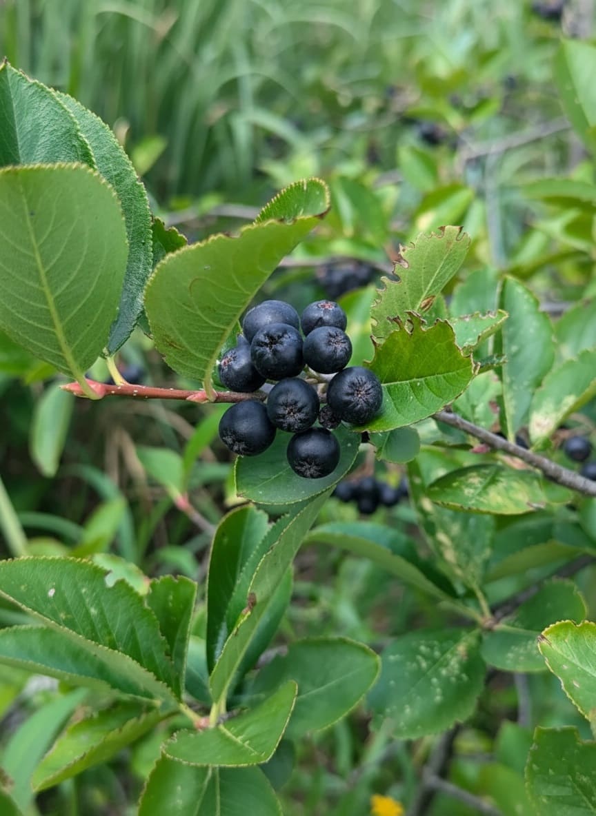 Autumn Magic Aronia