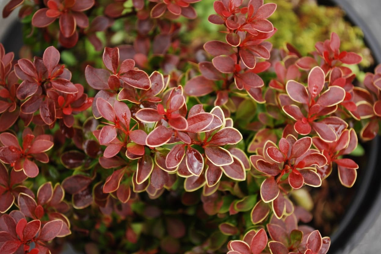 Berberis Golden Ring