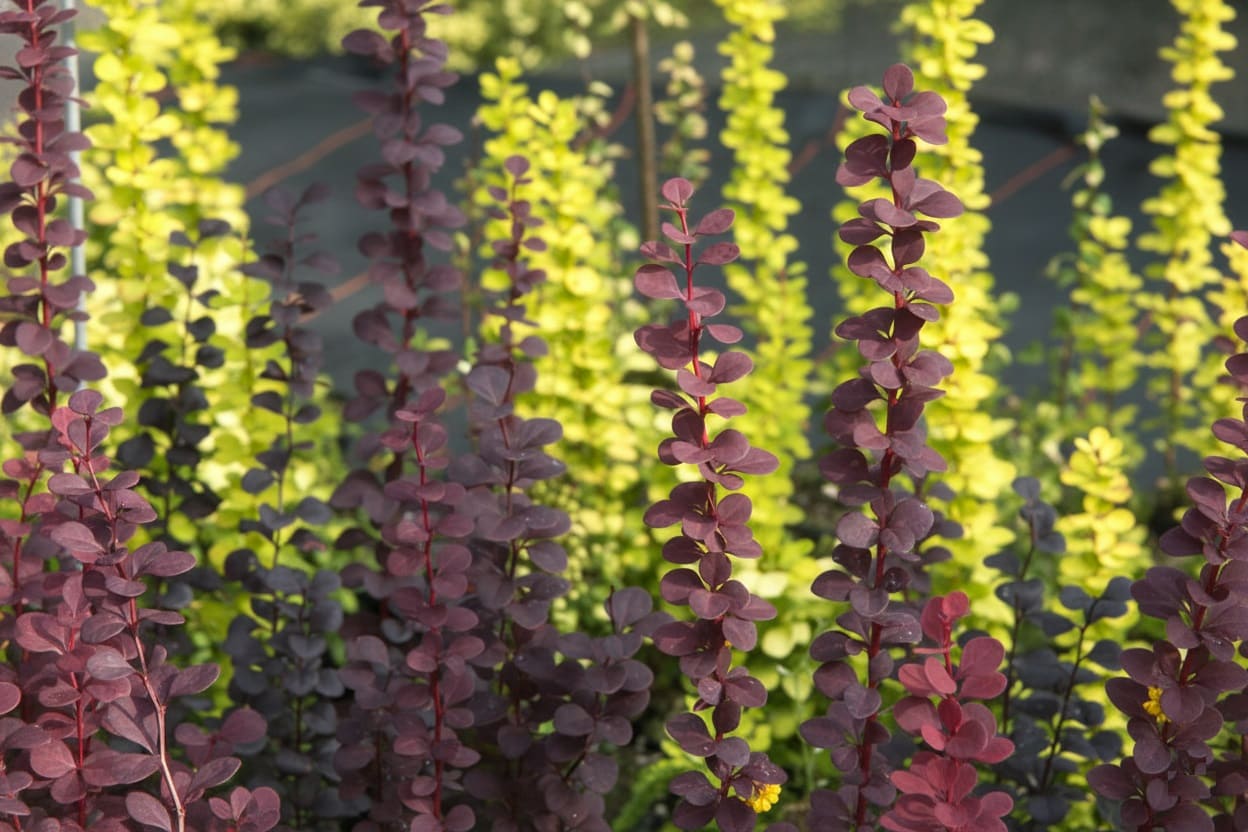 Berberis 'Helmond Pillar'