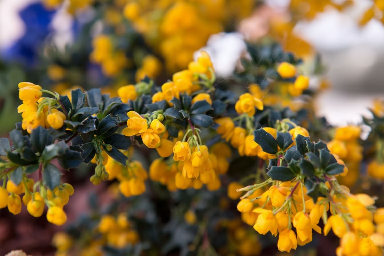 Berberis darwinii 'Compacta'